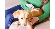 Chăn nuôi gia súc trong khu dân cư (nuôi chó) gây tiếng ồn thì có biện pháp nào xử lý không ?