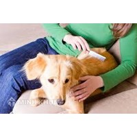 Chăn nuôi gia súc trong khu dân cư (nuôi chó) gây tiếng ồn thì có biện pháp nào xử lý không ?