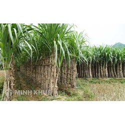 Đơn giá bồi thường mới nhất đối với cây trồng trên địa bàn tỉnh Phú Yên ?
