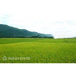 Hướng dẫn chuyển đổi đất nông nghiệp sang đất vườn và đất ở 