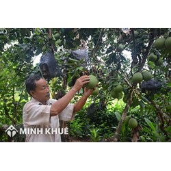 Đơn giá bồi thường thiệt hại cây trồng, vật nuôi, tài sản khi thu hồi đất?