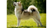 Quy định về bồi thường thiệt hại khi bị chó nhà người khác cắn