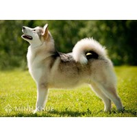Quy định về bồi thường thiệt hại khi bị chó nhà người khác cắn