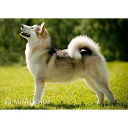 Quy định về bồi thường thiệt hại khi bị chó nhà người khác cắn