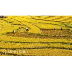 Đất Nông Nghiệp có được phép xây trang trại không ?