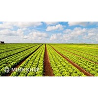 Phần đất do nông trường giao khoán thì có được cấp sổ đỏ không ?