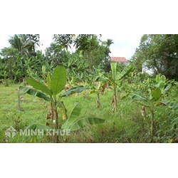 Thủ tục chuyển mục đích từ đất vườn sang đất thổ cư? Chi phí như thế nào?