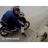 Trộm chó sẽ bị xử lý như thế nào ? Chưa đủ 17 tuổi mà trộm cắp thì bị phạt thế nào ?