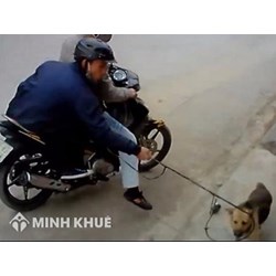 Trộm chó sẽ bị xử lý như thế nào ? Chưa đủ 17 tuổi mà trộm cắp thì bị phạt thế nào ?