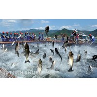 Nhận chuyển nhượng diện tích đất nuôi trồng của hàng xóm có trái pháp luật không?