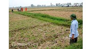 Có được nhận tặng cho đất trồng lúa khi không trực tiếp sản xuất nông nghiệp?