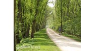 Điều kiện để cá nhân nhận chuyển nhượng, chuyển đổi đất trồng cây lâu năm?