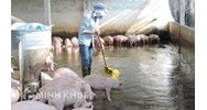 Chăn nuôi heo gây ô nhiễm môi trường bị xử lý như thế nào ?