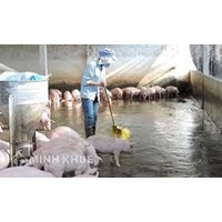 Chăn nuôi heo gây ô nhiễm môi trường bị xử lý như thế nào ?