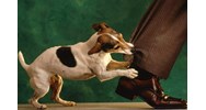 Chó cắn hàng xóm thì xử lý thế nào ? Chủ vật nuôi có phải bồi thường không ?