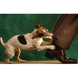 Chó cắn hàng xóm thì xử lý thế nào ? Chủ vật nuôi có phải bồi thường không ?