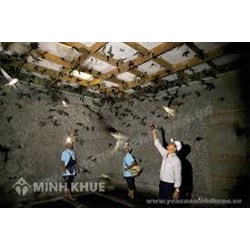 Quy định pháp luật về đóng thuế tài nguyên đối với yến sào hiện nay