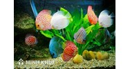 Mã HS của các loại thủy sản xuất khẩu có điều kiện