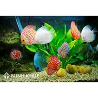 Mã HS của các loại thủy sản xuất khẩu có điều kiện