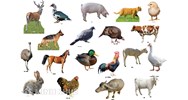 Giống vật nuôi được phép sản xuất kinh doanh tại Việt Nam