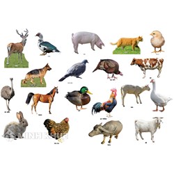 Giống vật nuôi được phép sản xuất kinh doanh tại Việt Nam