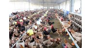 Chăn nuôi số lượng lớn trong khu dân cư sẽ bị xử lý như thế nào?