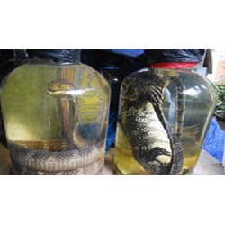 Buôn bán 02 con rắn hổ mang (1,5 đến 2 kg) bị xử phạt thế nào?