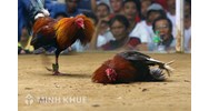 Đá gà chọi, chơi xóc đĩa có bị coi là Tội đánh bạc không ? Đồng phạm tội đánh bạc