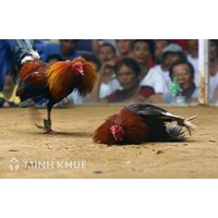 Đá gà chọi, chơi xóc đĩa có bị coi là Tội đánh bạc không ? Đồng phạm tội đánh bạc