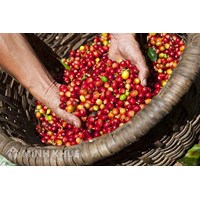 Khái niệm về hợp đồng bao tiêu sản phẩm ? Quy định của pháp luật về hợp đồng bao tiêu sản phẩm ?