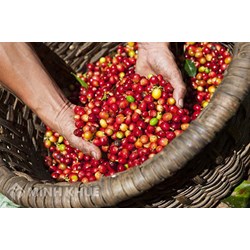 Khái niệm về hợp đồng bao tiêu sản phẩm ? Quy định của pháp luật về hợp đồng bao tiêu sản phẩm ?