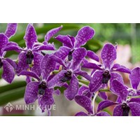 Đăng ký kinh doanh hoa lan rừng?