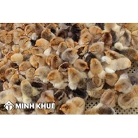 Điều kiện để kinh doanh giống vật nuôi? Mẫu hợp đồng mua bán giống vật nuôi mới nhất?