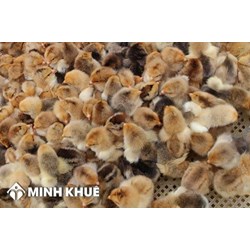 Điều kiện để kinh doanh giống vật nuôi? Mẫu hợp đồng mua bán giống vật nuôi mới nhất?