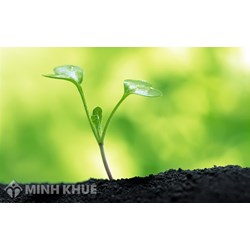 Trợ cấp xã hội cho người khuyết tật được quy định như thế nào?