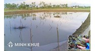 Đất ao có được cấp sổ đỏ không? Thủ tục và chi phí như thế nào?