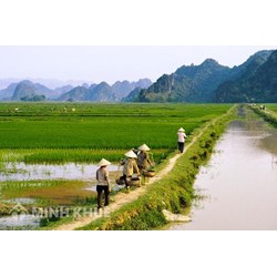 Vướng mắc về đất nông nghiệp đã hết thời hạn và vấn đề mua bán, chuyển nhượng đất ?