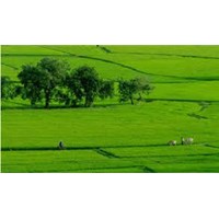 Chuyển nhượng quyền sử dụng đất cho người khác bằng cách nào?
