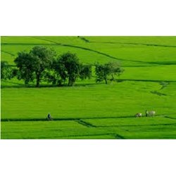 Chuyển nhượng quyền sử dụng đất cho người khác bằng cách nào?