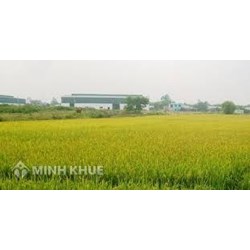 Điều kiện chuyển đổi mục đích sử dụng từ đất nông nghiệp sang đất ở?