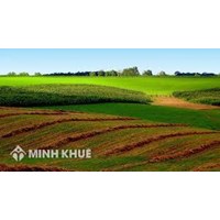 Điều kiện chuyển đổi mục đích sử dụng đất đối với đất trồng lúa?