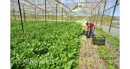 Hình thức kinh doanh hộ gia đình có những thuận lợi và hạn chế nào ?