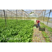 Hình thức kinh doanh hộ gia đình có những thuận lợi và hạn chế nào ?