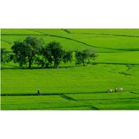 Hình thức chuyển nhượng quyền sử dụng đất ?