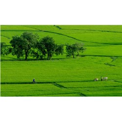 Hình thức chuyển nhượng quyền sử dụng đất ?