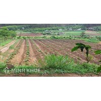 Quy định của pháp luật đất đai về chuyển đổi mục đích sử dụng đất nông nghiệp ? Mức lệ phí phải nộp ?