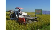 Đất nông nghiệp trong diện dồn điền đổi thửa có được chuyển nhượng không?