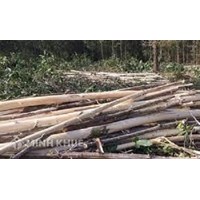 Hướng dẫn giải quyết tranh chấp hợp đồng khai thác gỗ?