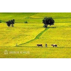 Quy định hạn mức công nhận quyền sử dụng đất nông nghiệp
