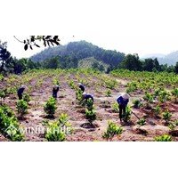 Đất sử dụng hợp pháp trước năm 1993 có được sổ đỏ không?